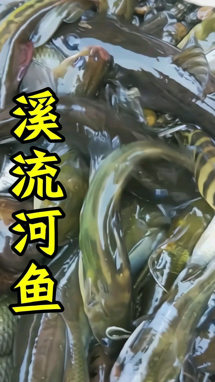 溪流鲶鱼仔、杂鱼仔,煲粥非常鲜甜美味!