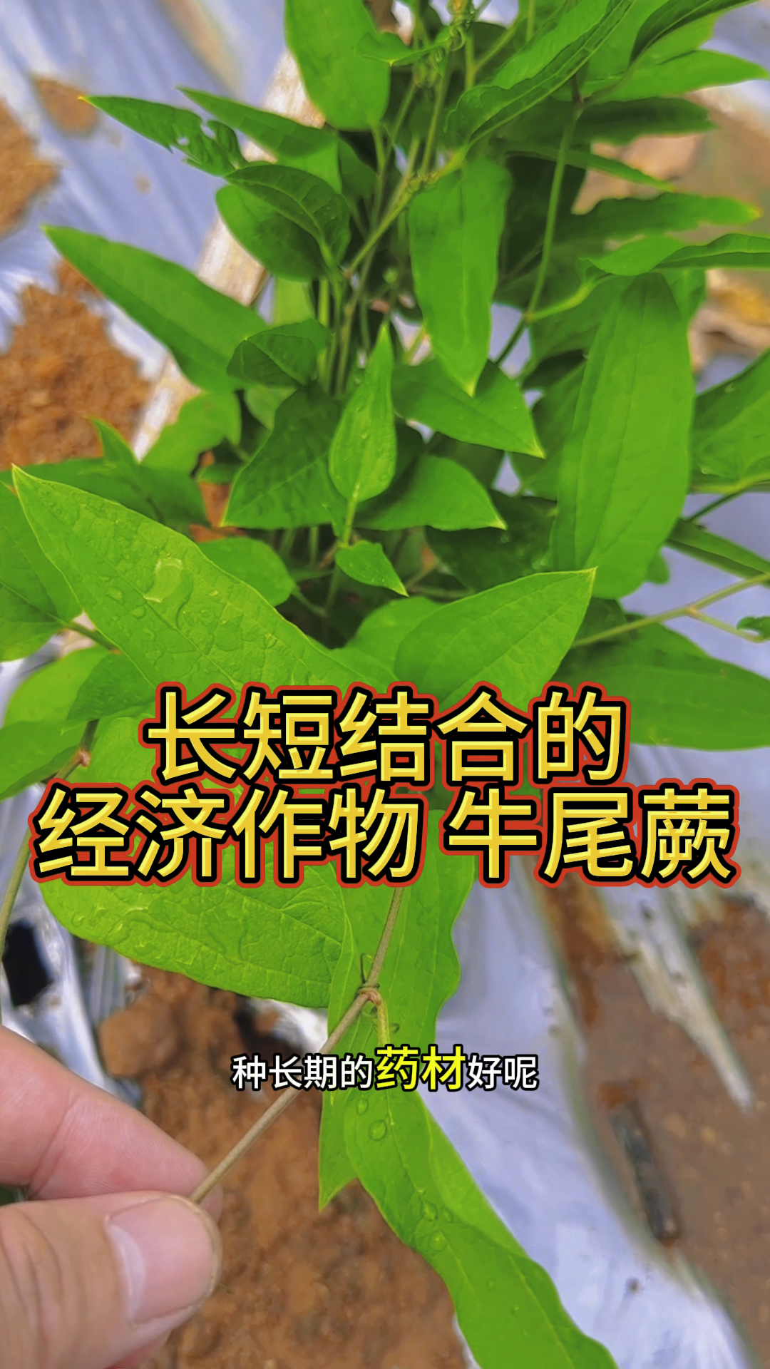 牛尾蕨种植管理是长短结合的经济作物