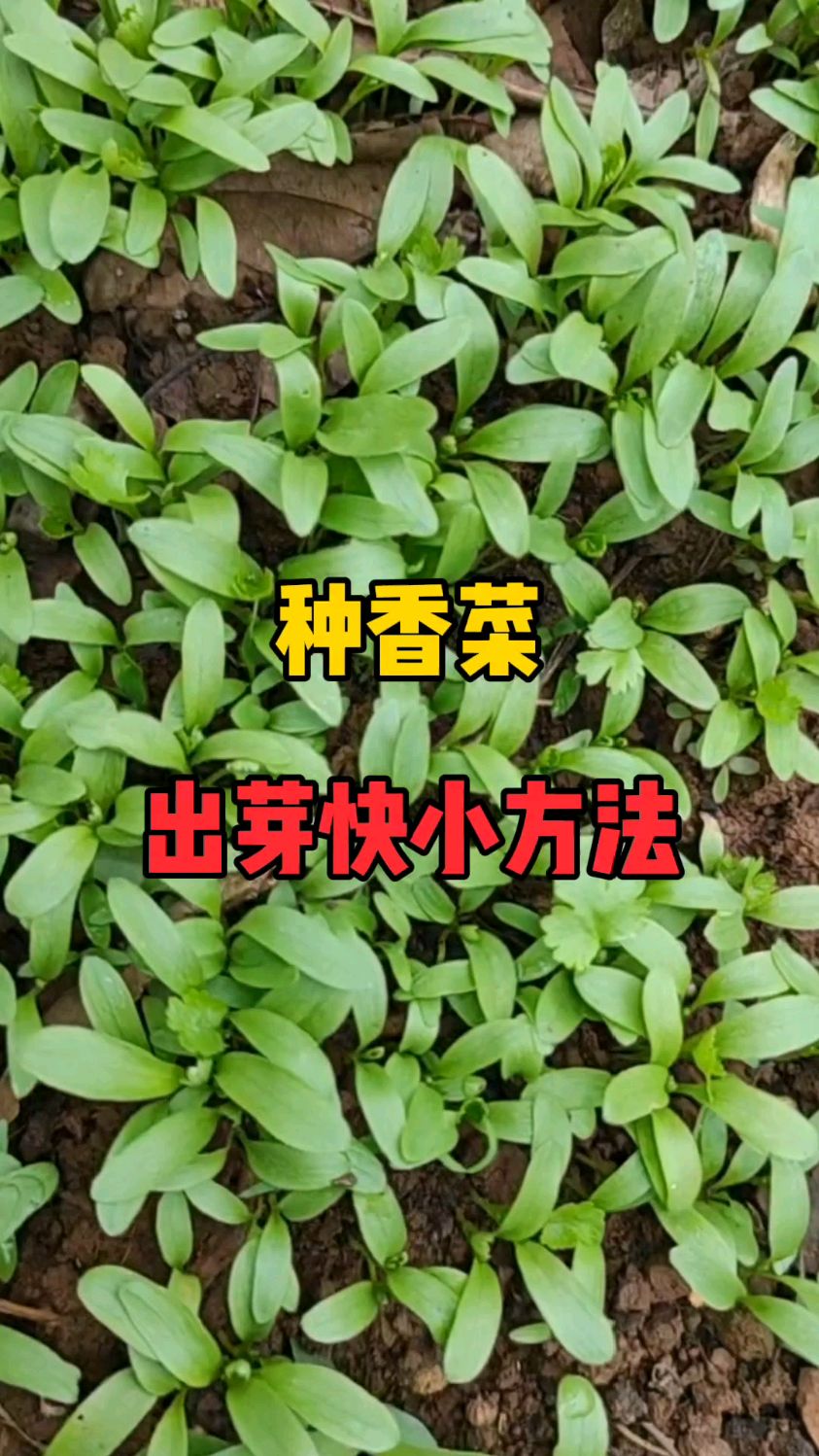 种香菜出芽快小方法