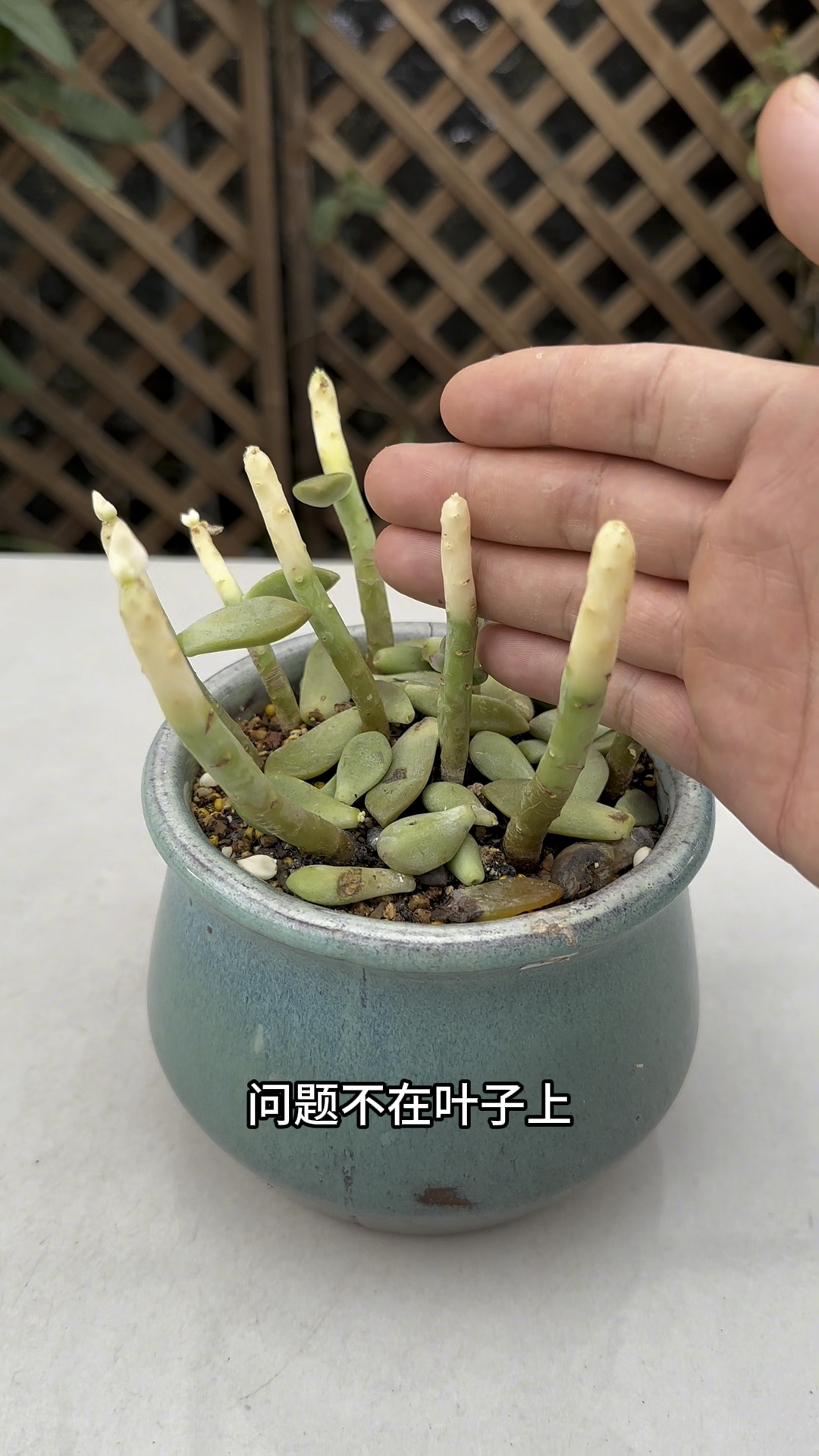 多肉的叶片轻轻一碰就掉是什么原因