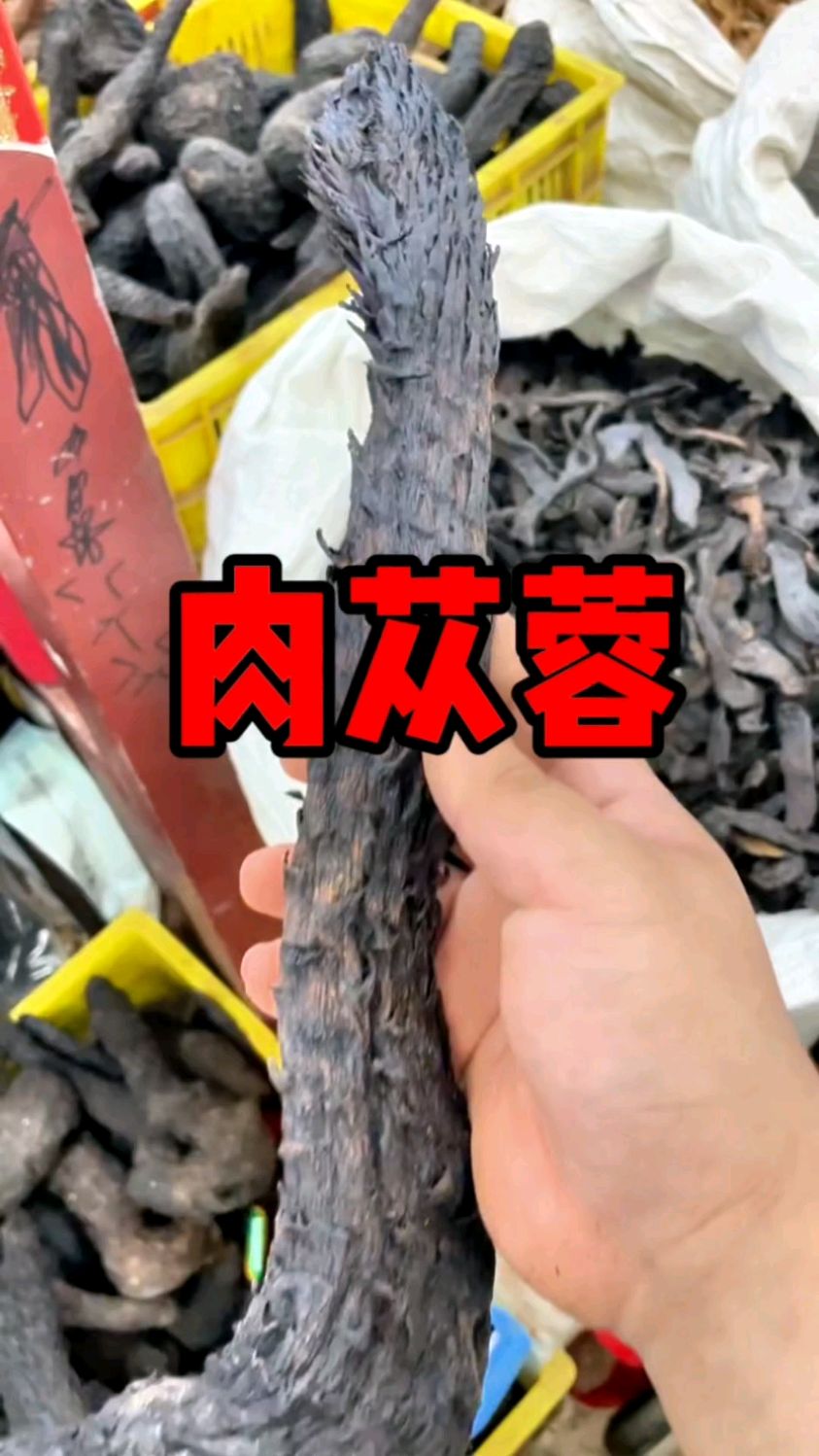 今天我们来说一下肉苁蓉