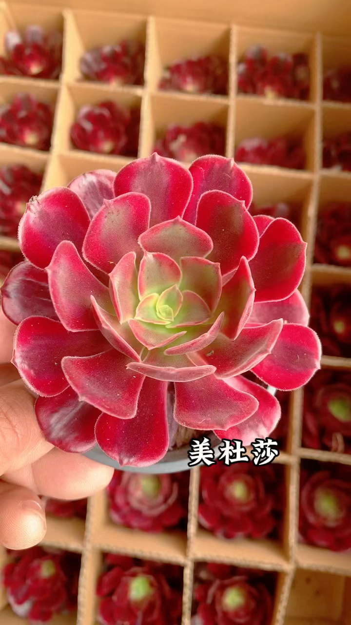 多肉植物,美杜莎