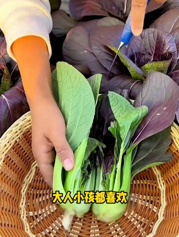 紫油菜耐热不易招虫,从夏天一直吃到霜降!