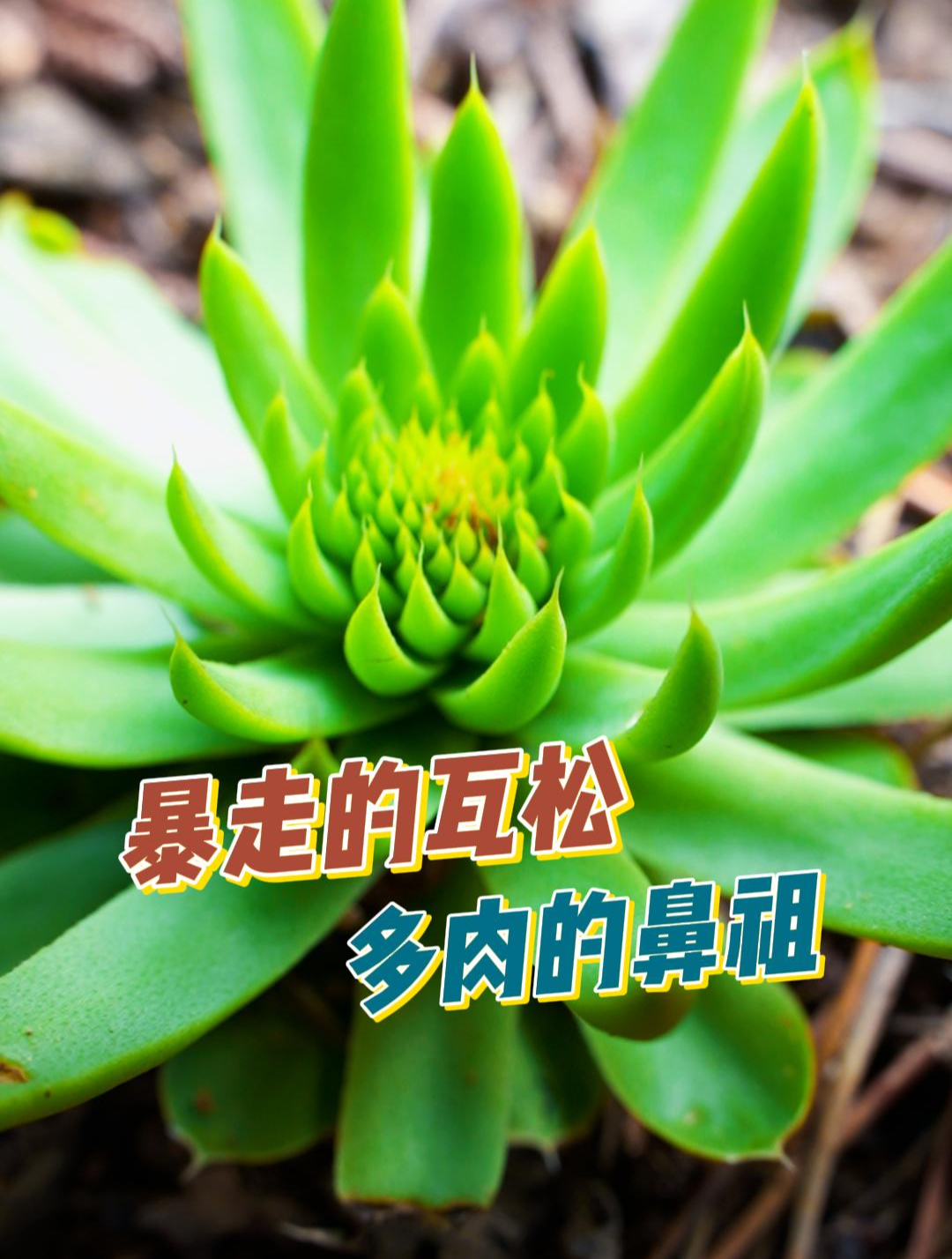 暴走的瓦松,多肉的鼻祖