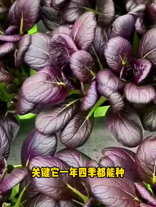撒籽就长不生虫,紫油菜好吃又好看!