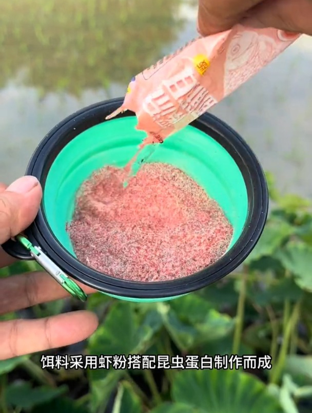 钓白条石斑马口鱼用面筋饵,饵水比例怎么开?老钓友现场示范!