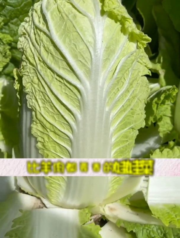 娃娃菜营养丰富口感好,不用育苗浇浇水,一个月吃几茬!