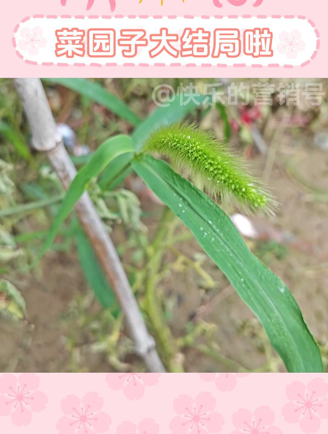 菜园子终于迎来了大结局