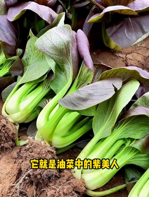 撒一把油菜种子,紫美人四季采收!