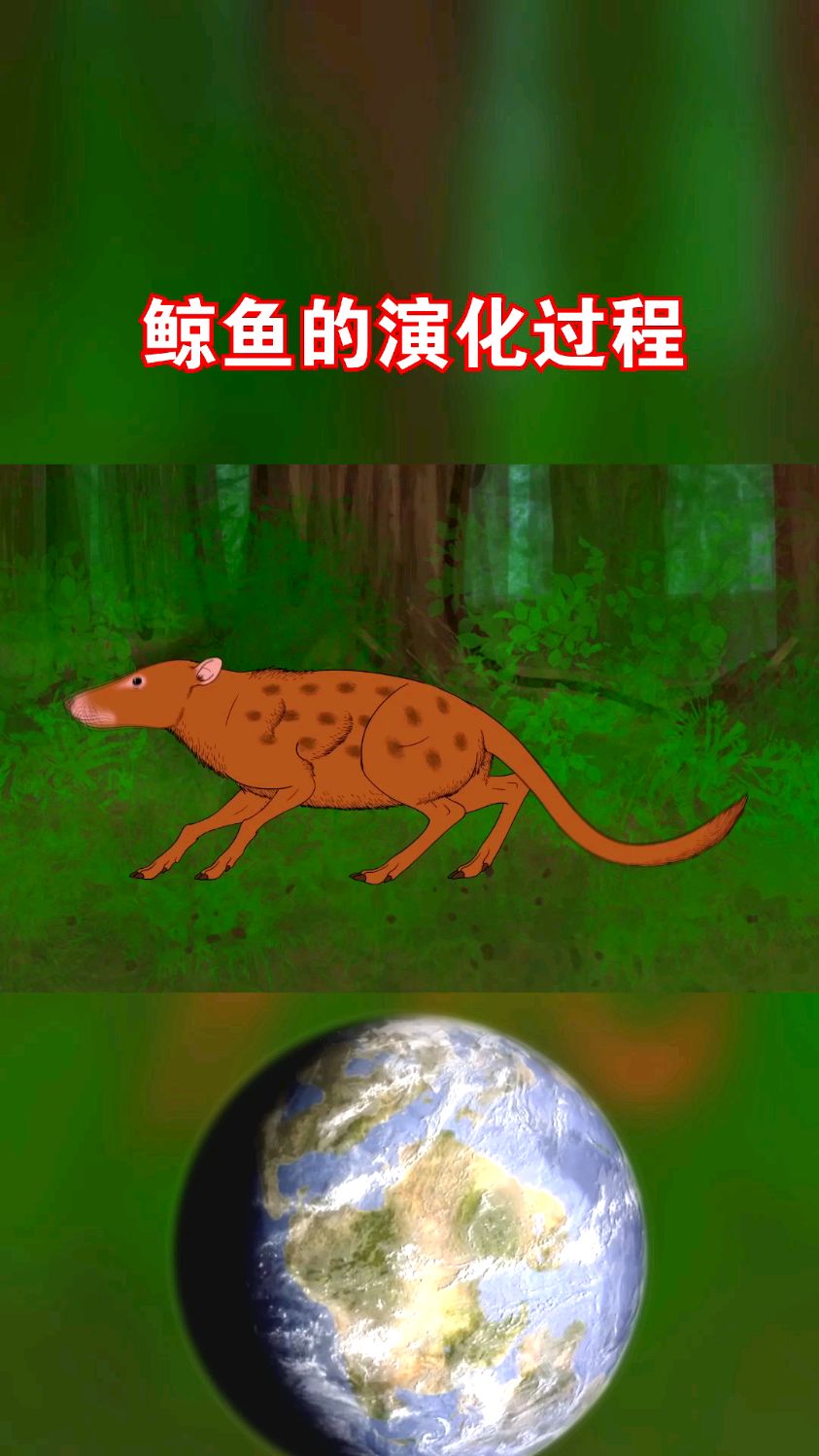 鲸鱼的进化过程演示