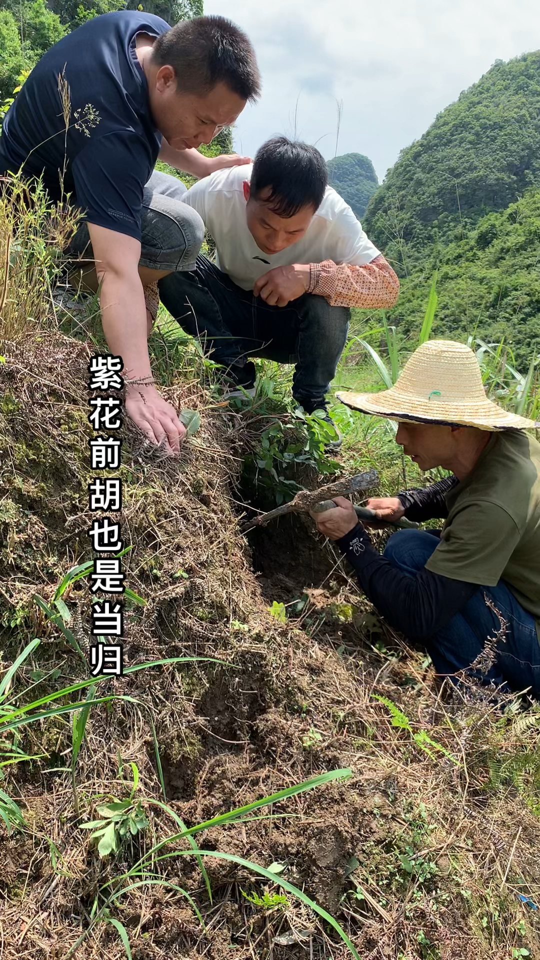 当归分有好几种,白花当归,紫花前胡,土当归
