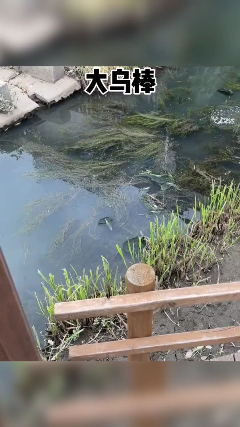 这是我见过的最大的黑鱼,做酸菜鱼够10个人吃了,真吓人!