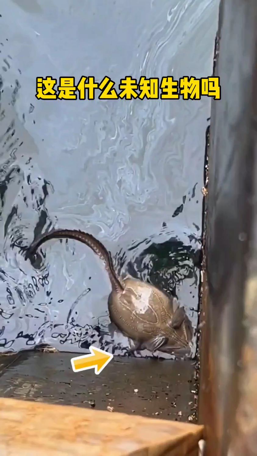 这是什么未知生物吗