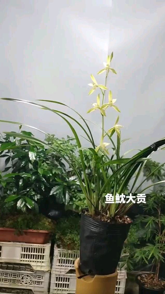 鱼魫大贡,经典名品,古人的审美可以相信