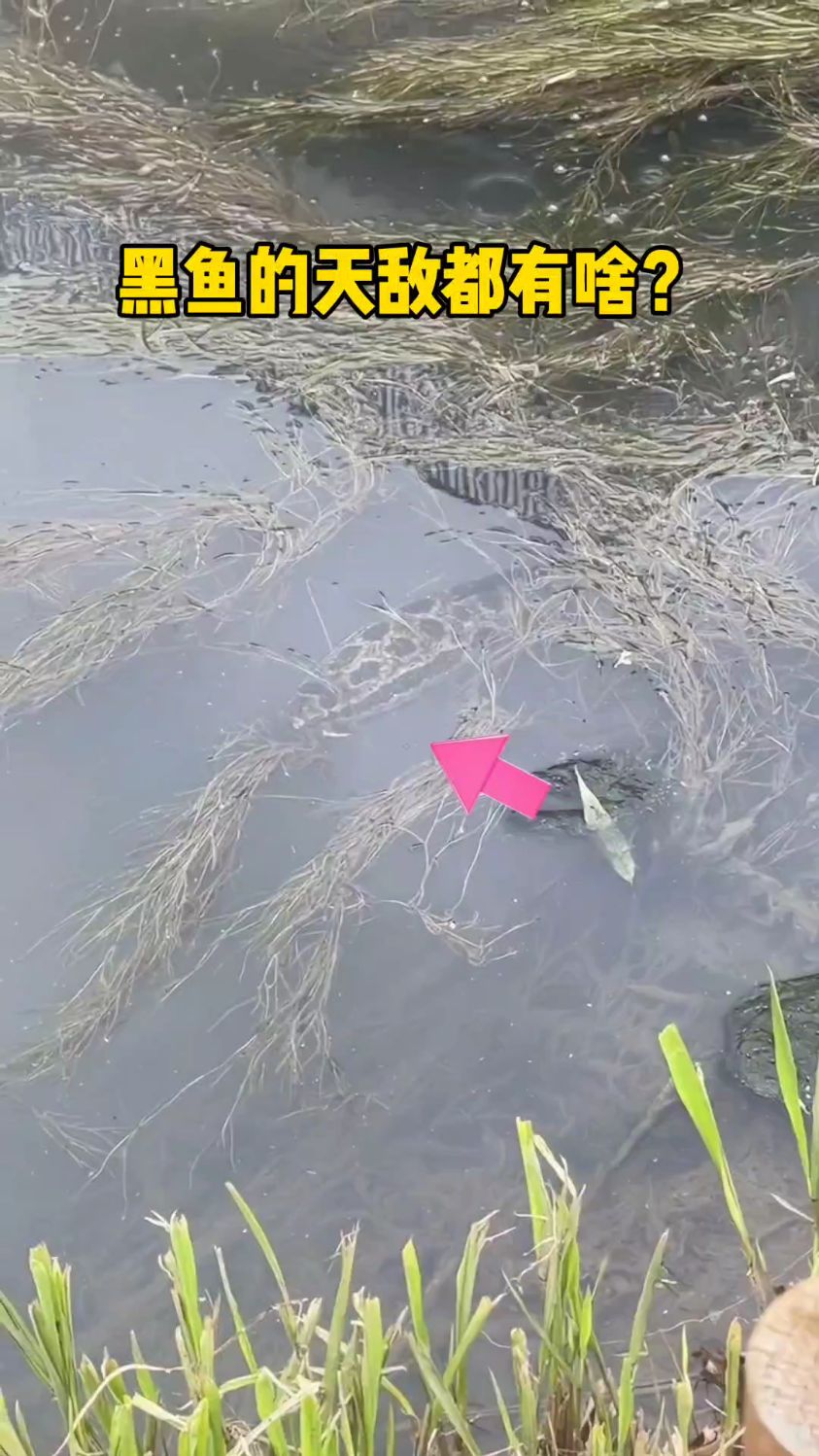 黑鱼的天敌都有啥?