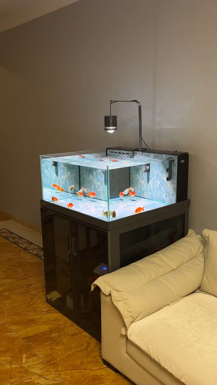 朋友圈发一个鱼缸视频,刷爆了,真的很好看!