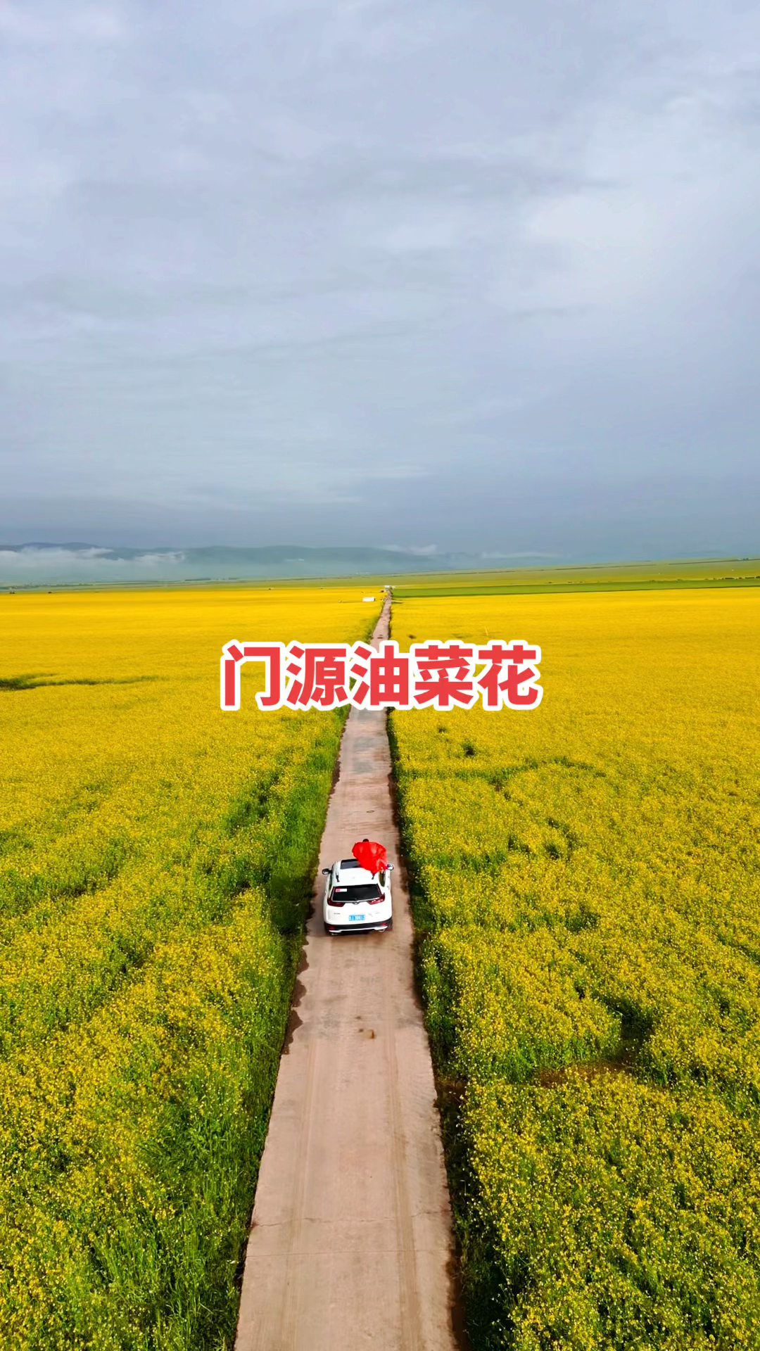 航拍门源最美油菜花