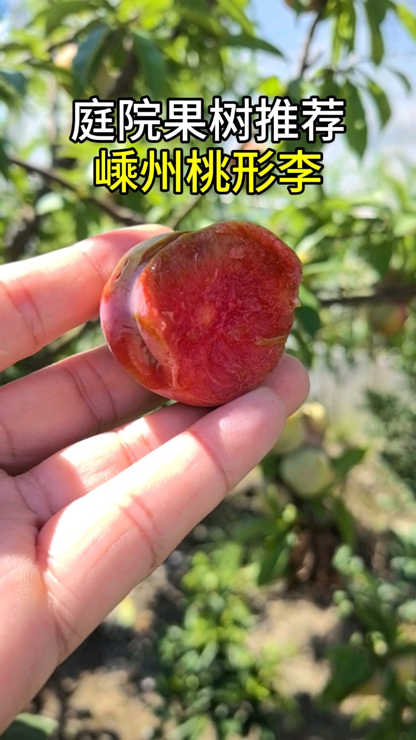浙江名优李子品种,桃形李非常适合庭院种植,无需授粉