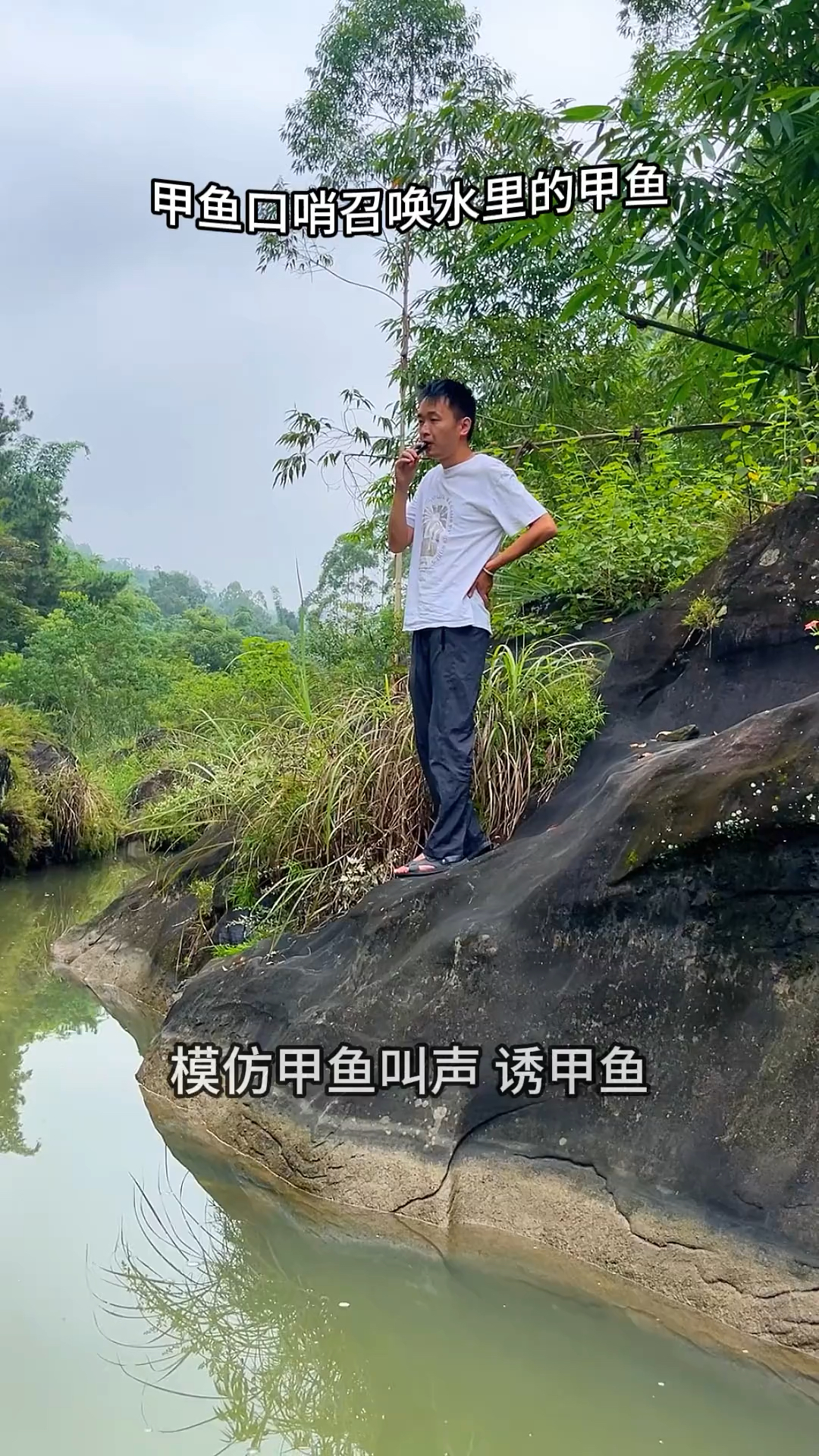 甲鱼口哨召唤水里的甲鱼