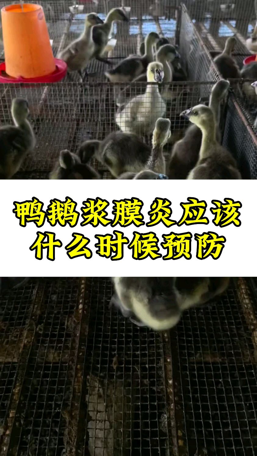 鸭鹅浆膜炎应该什么时候预防