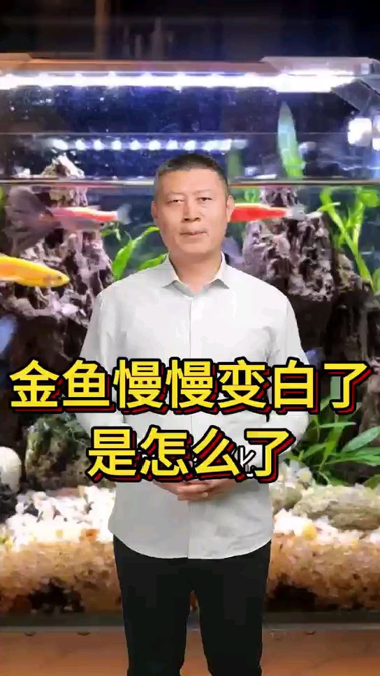 金鱼慢慢变白了,是怎么了