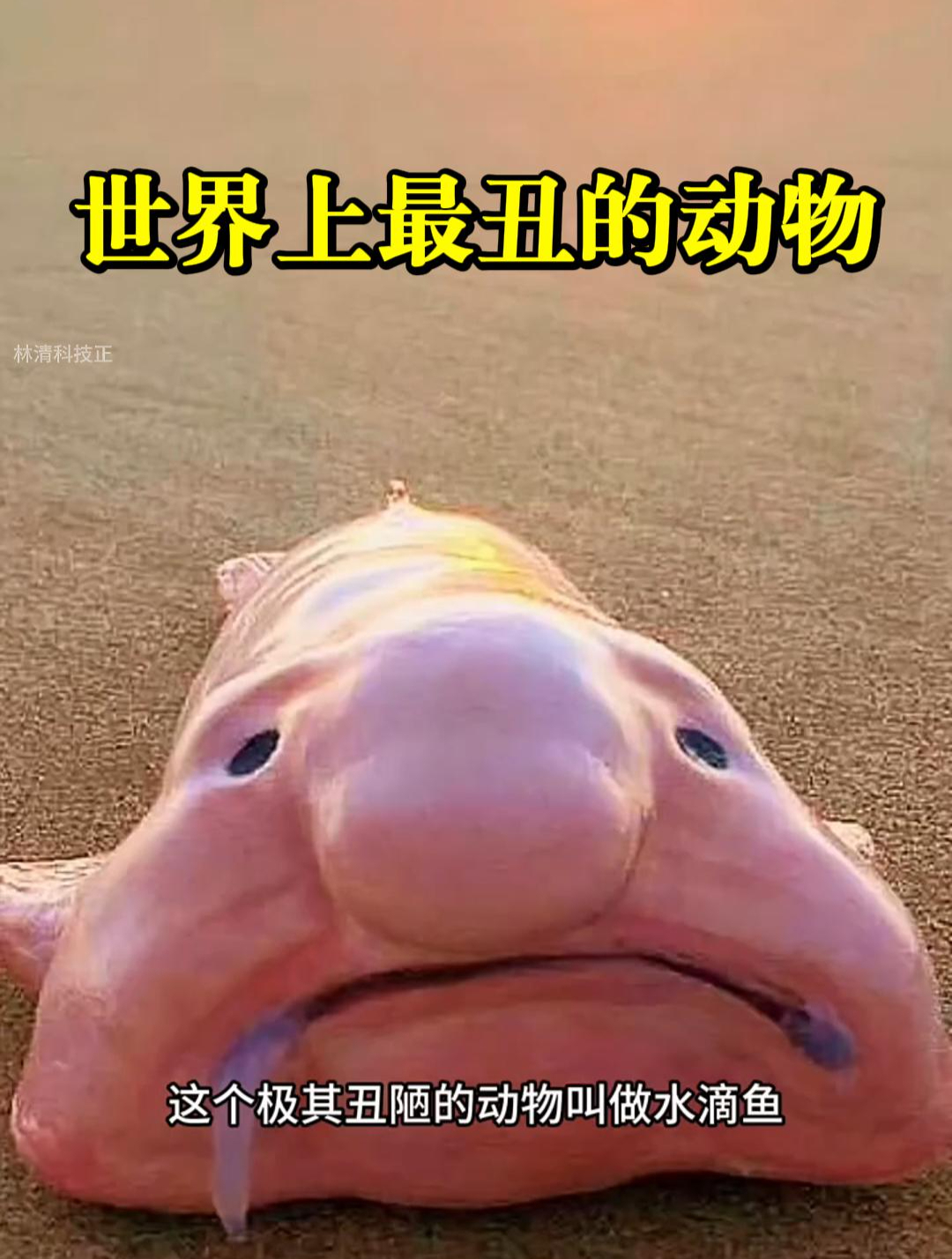 无辜的水滴鱼,为何被评世界最丑?