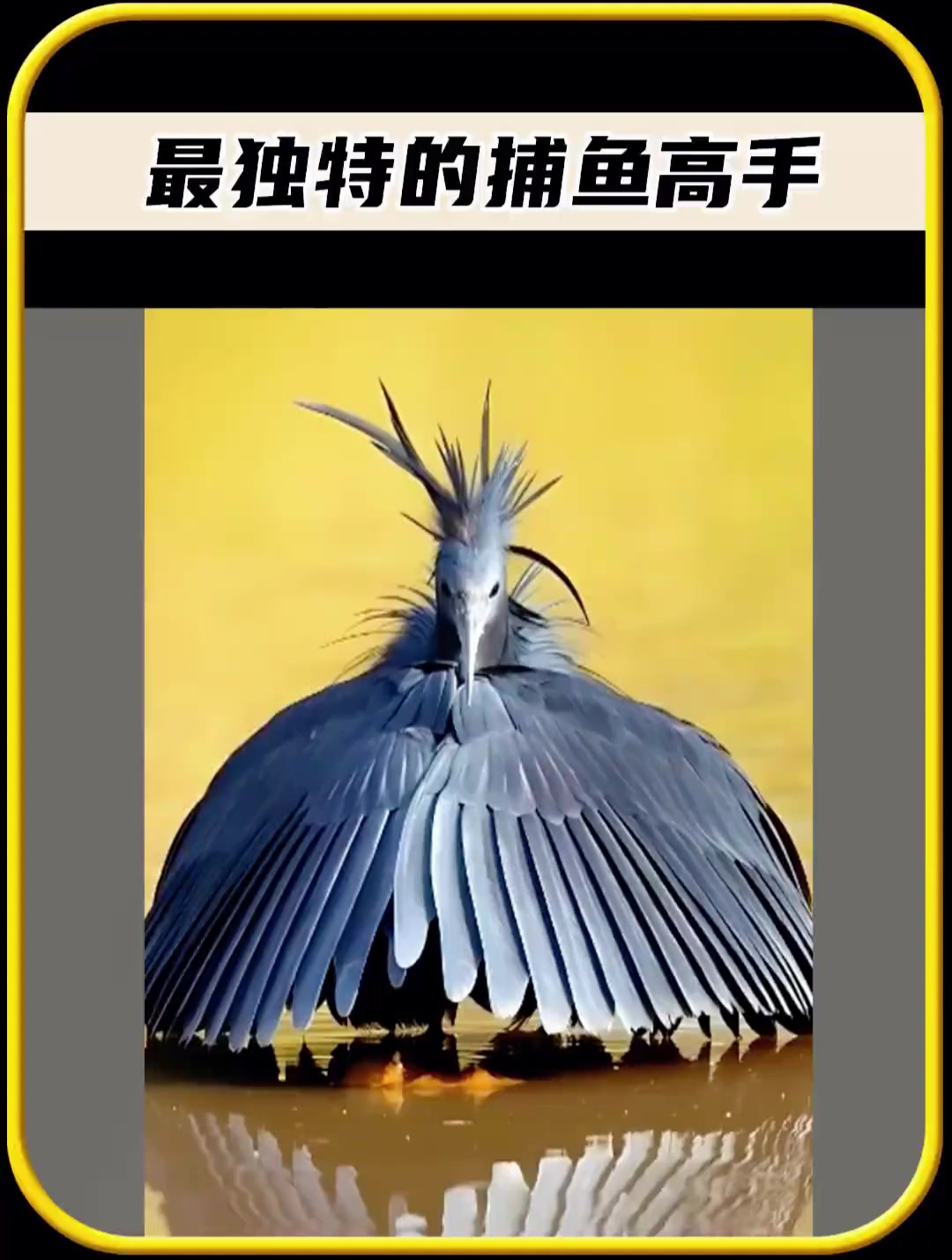 世界上最会捕鱼的鸟类