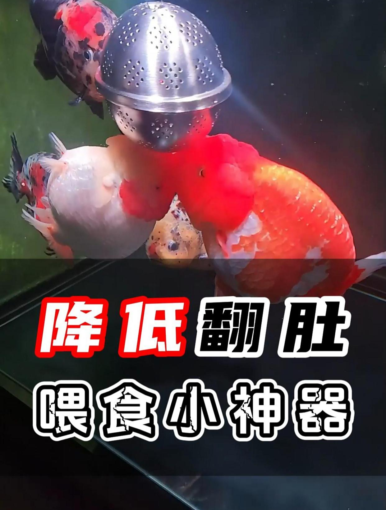 让小鱼儿一边吃饭一边运动起来,尽量降低金鱼失鳔翻肚的风险