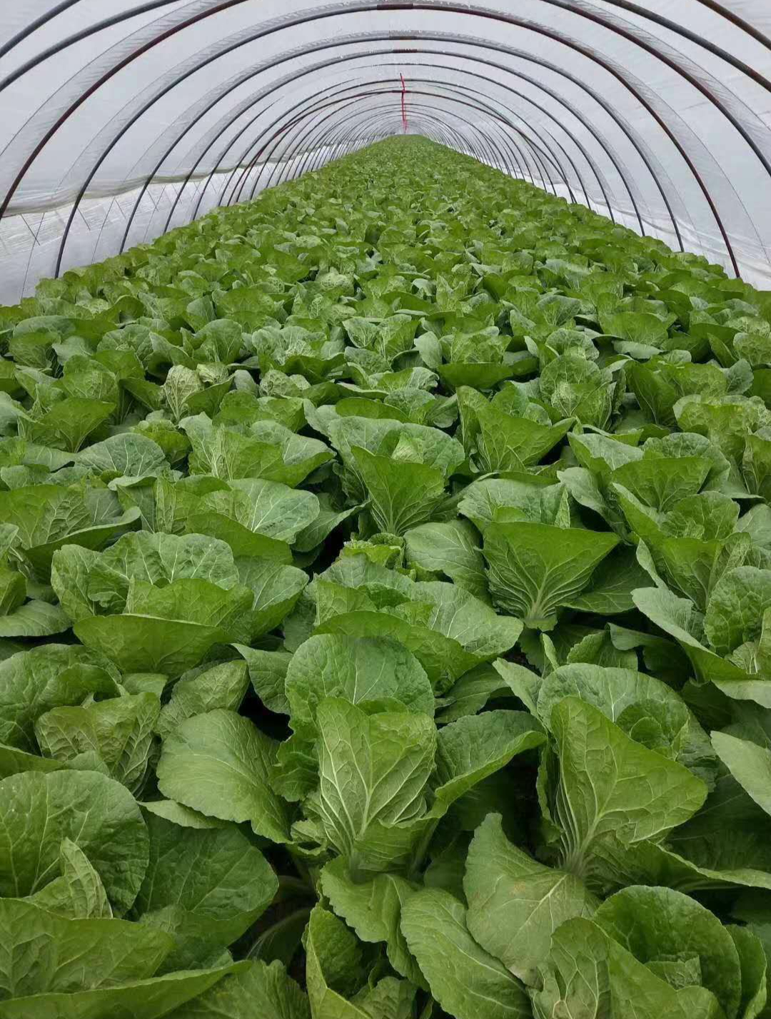 黄心大白菜,颗颗18斤重,耐热不招虫
