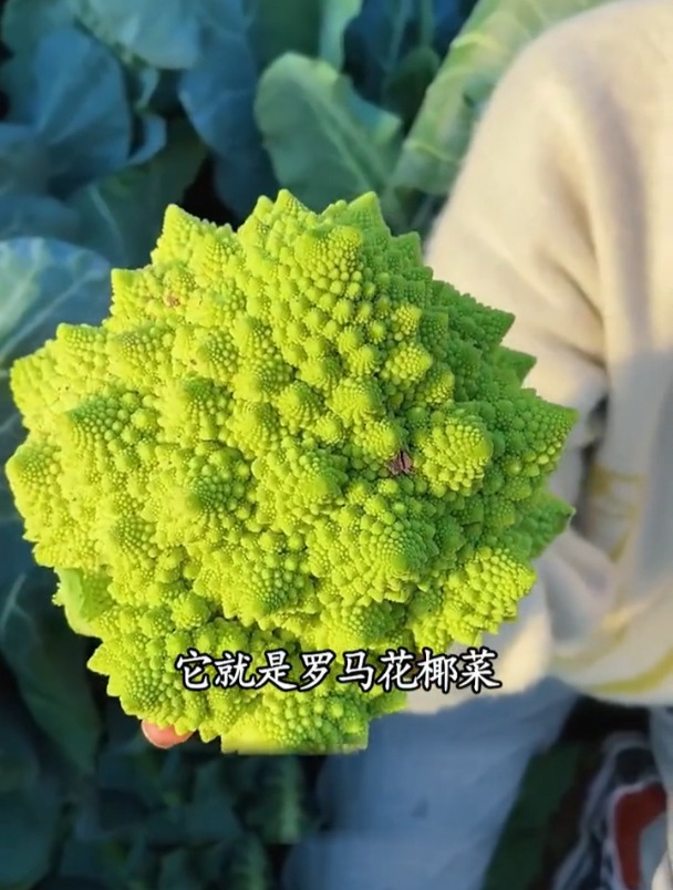 80岁的老爷爷都不一定见过这种菜,形状奇特,敢吃的人不多