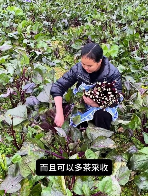 十月红菜苔,生长周期短,采摘周期长,一茬一茬摘不败