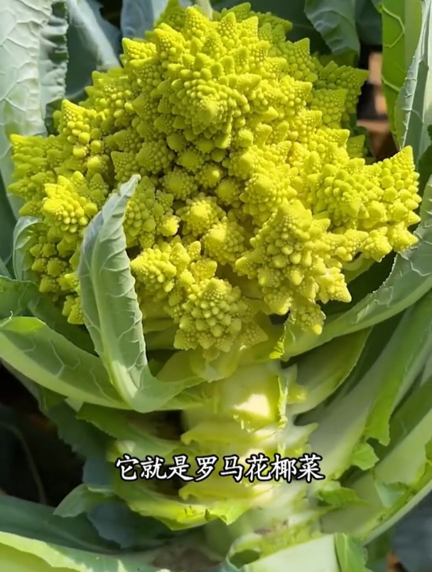 外形像宝塔一层接一层,造型奇特,敢吃的人不多