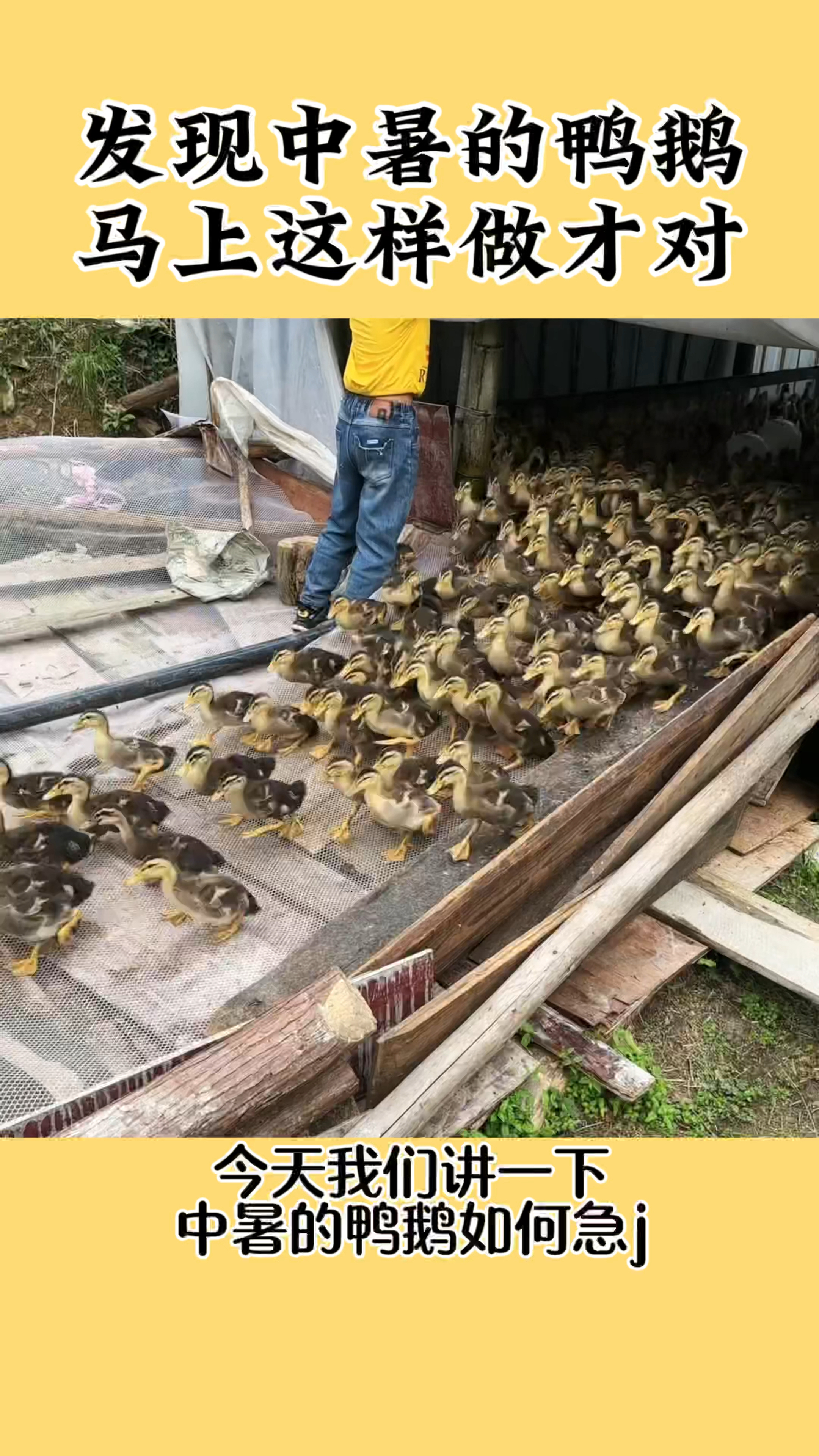 中暑的鸭鹅怎么处理