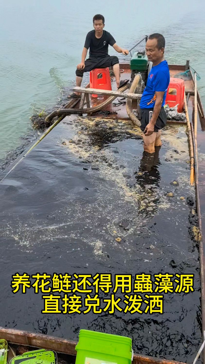养花鲢用上它藻类丰富轮虫充足花白鲢吃得饱规格好