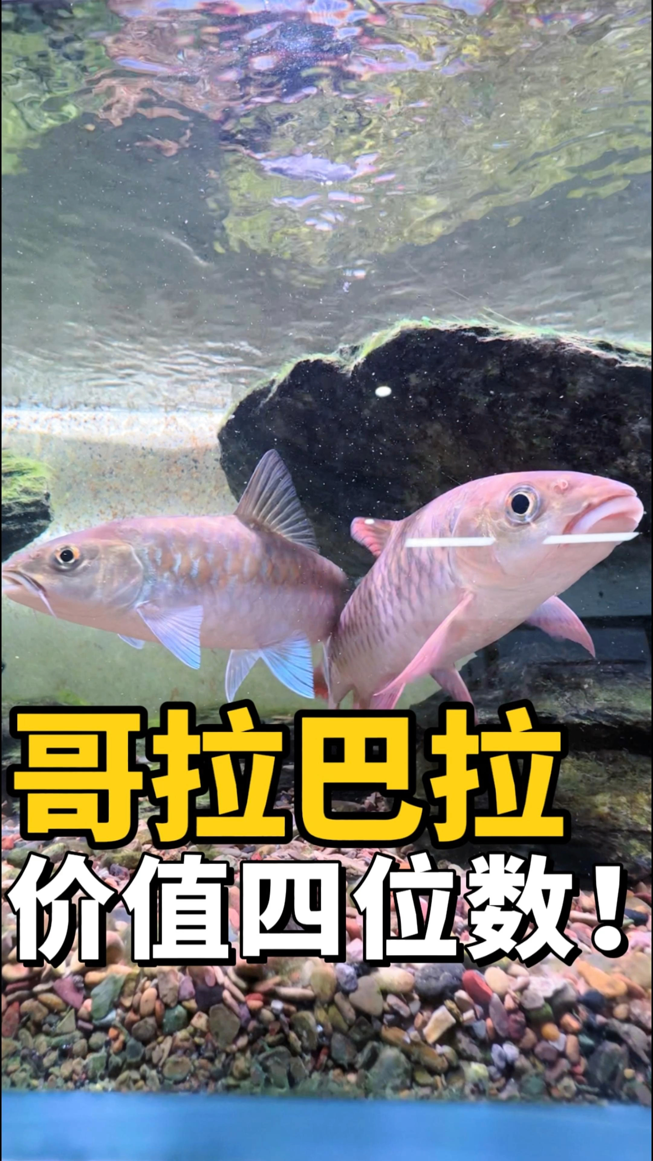 花巨资买了一条浑身通红的鱼,养在鱼缸里的效果简直绝了!
