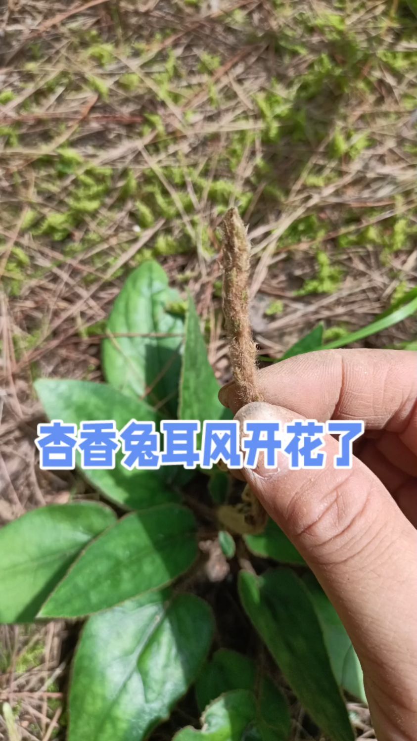揭秘:杏香兔耳风可以煲汤!滋补又营养 #中药材 #杏香兔耳风 #煲汤