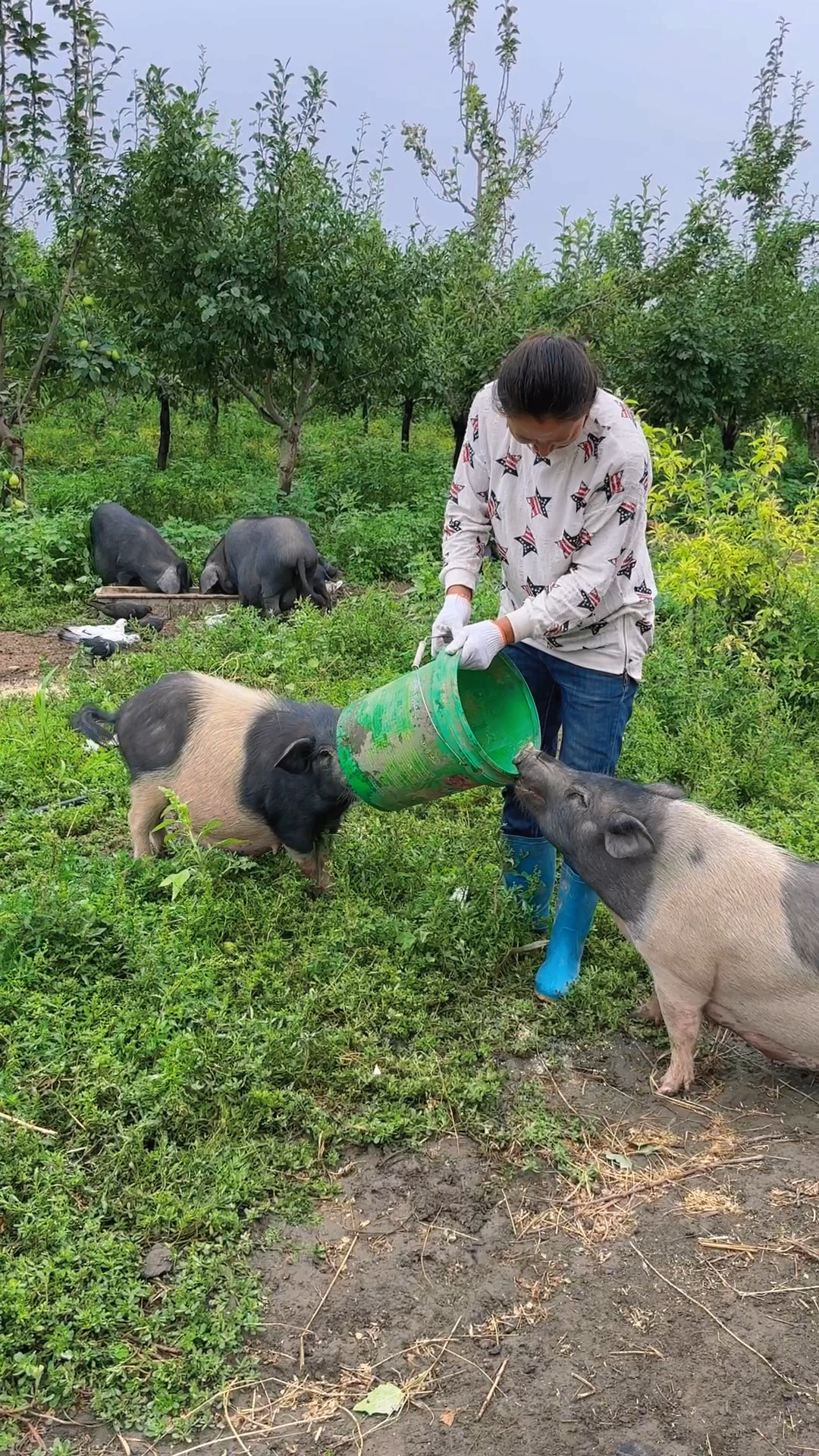 又到喂猪时,在我的院子散养巴马香猪,它是杂食动物,野性高,肉质香嫩,很好养