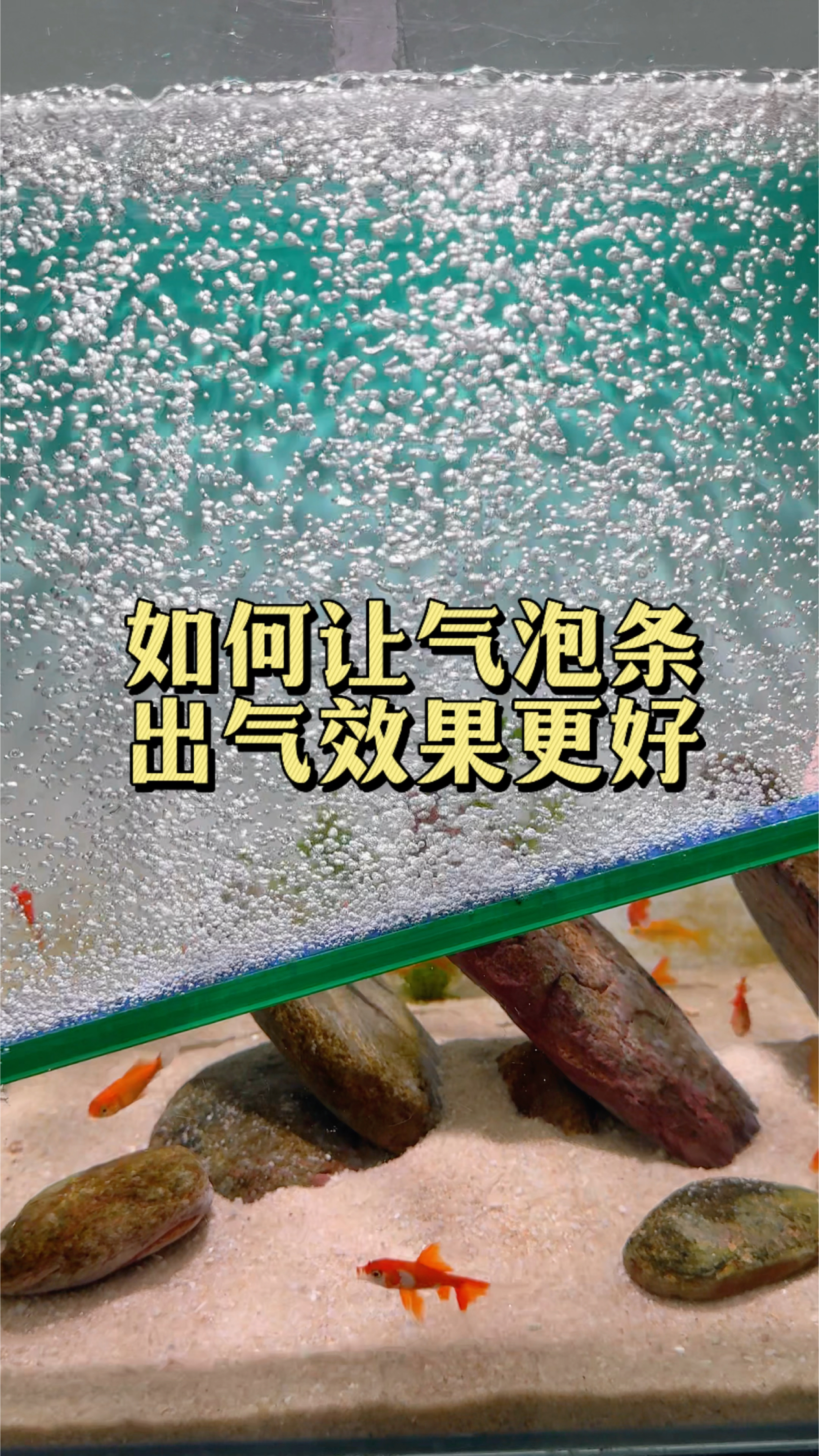 如何让你的气泡条出气效果更好 #观赏鱼#养鱼日记#鱼缸造景 #水族