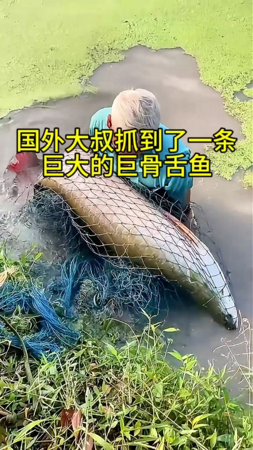 国外一老大爷,在小河中捕到了一条巨大的巨骨舌鱼!