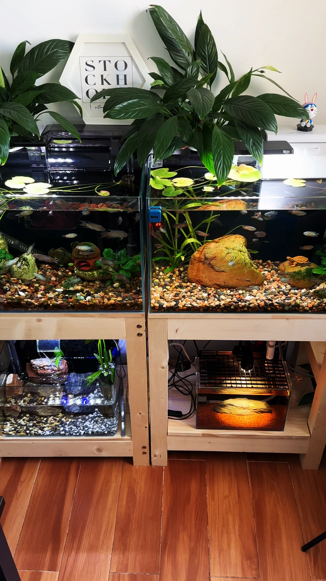 斗鱼长肉瘤也并不是不可战胜的,经过20来天的治疗,基本康复了