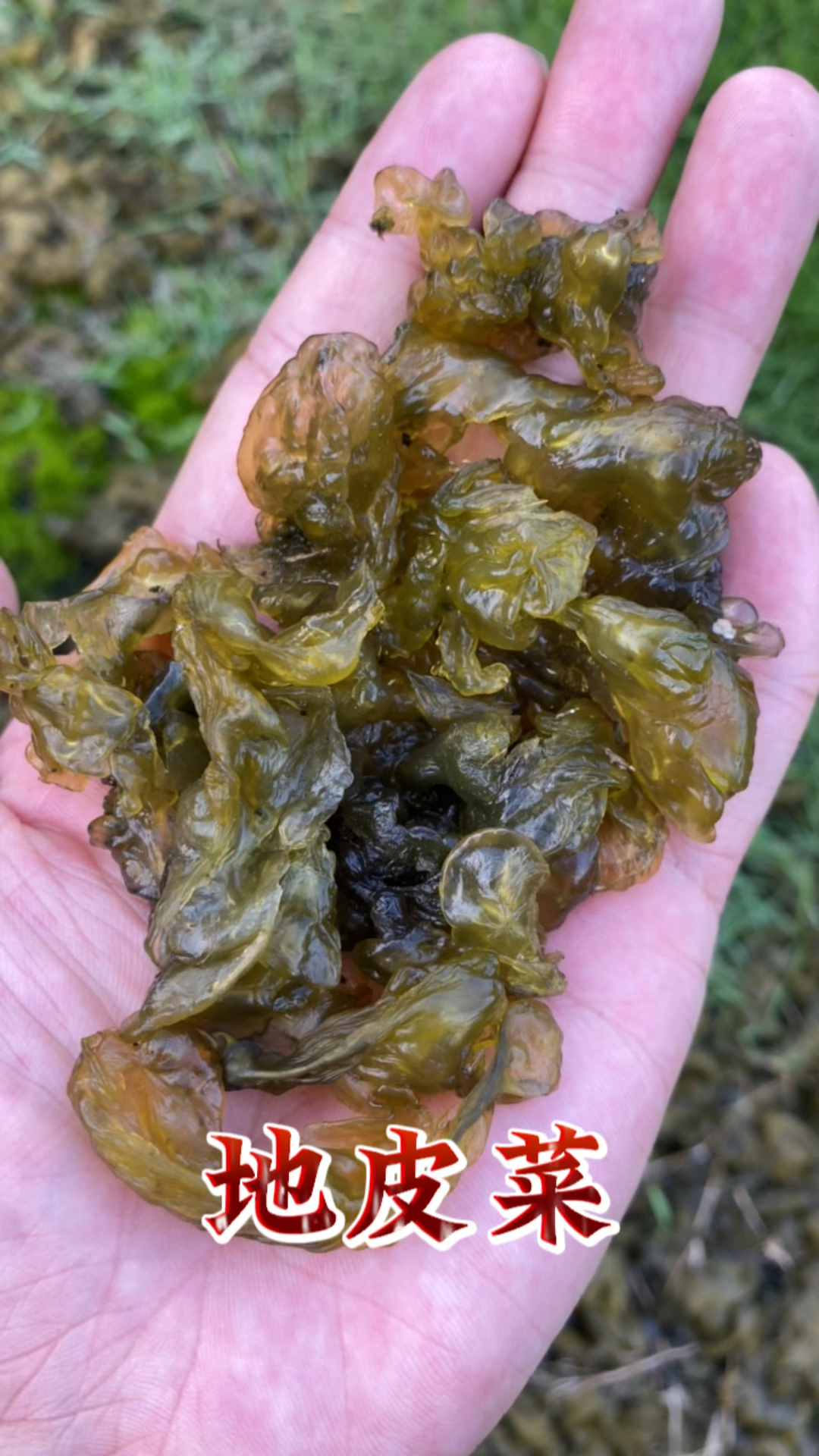 原来地皮菜长这样,看看你认识吗?