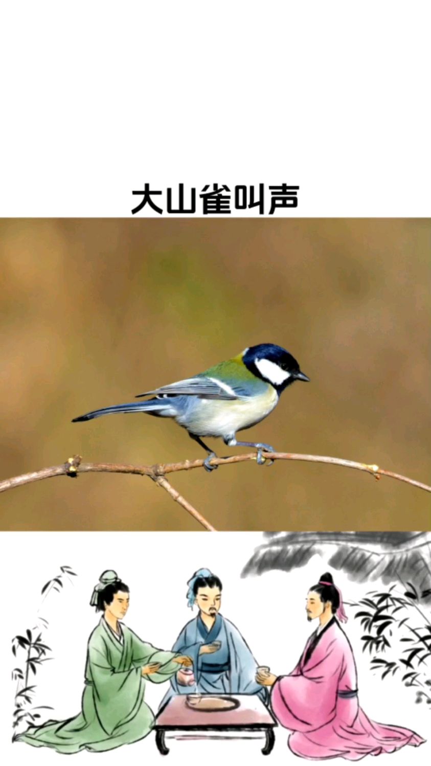 野外大山雀的两种叫声,声音干净、清脆且嘹亮,非常好听