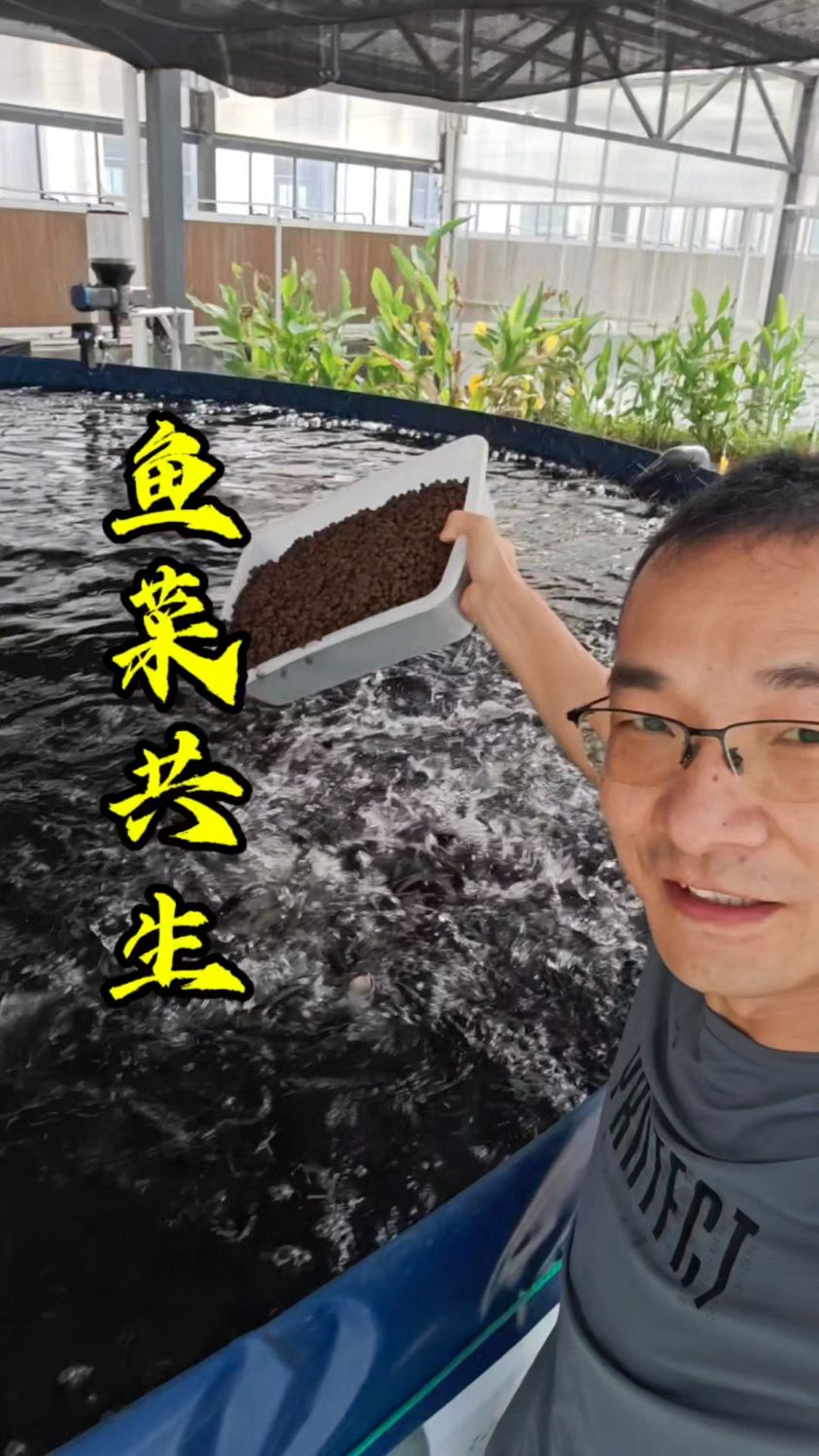 鱼菜高分享高温下的鱼菜共生农场生产