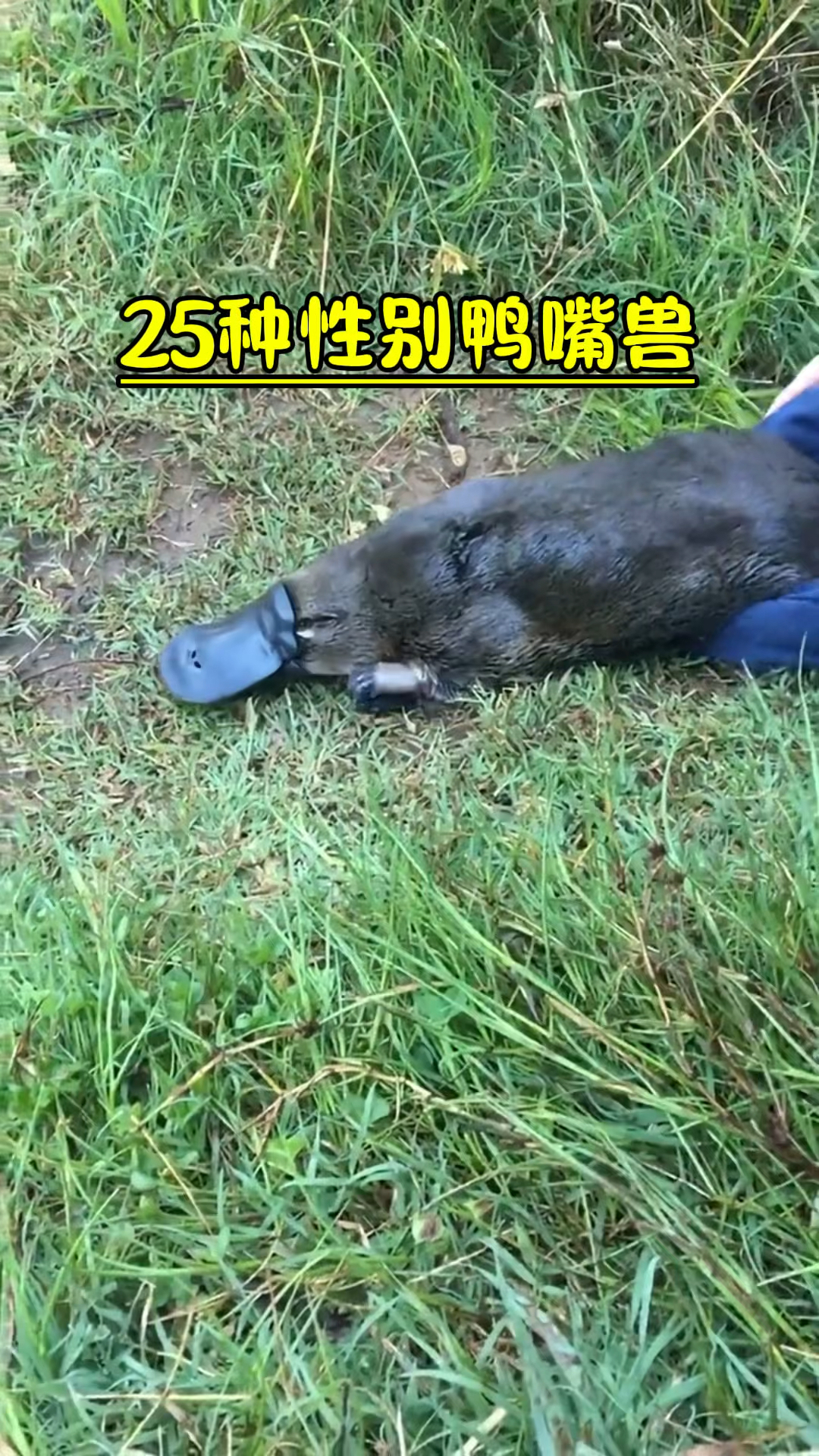 最神奇的生物鸭嘴兽