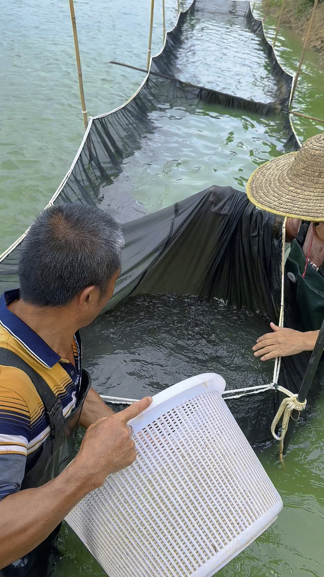 叉尾鮰鱼苗,养殖基地