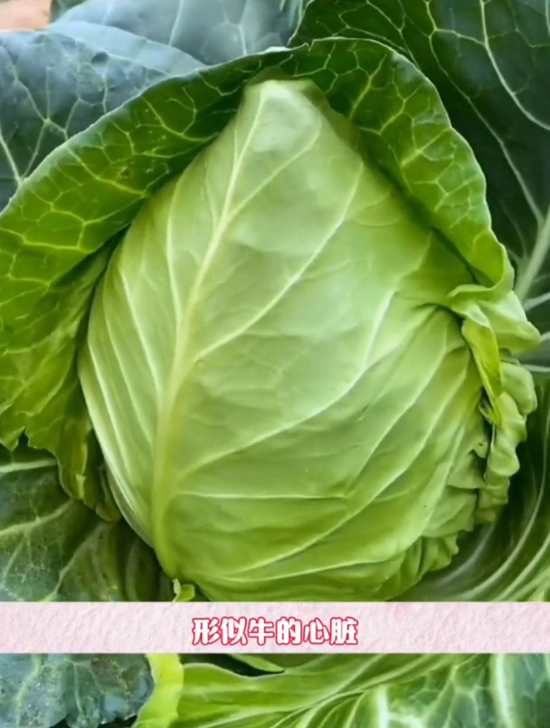 北方人叫它包菜,它是早熟品种,牛心甘蓝营养丰富又好种!