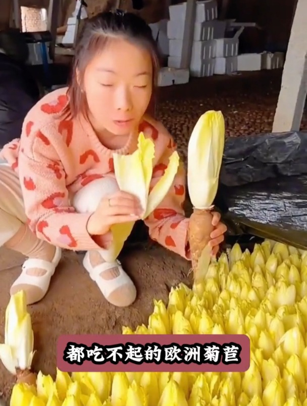 老百姓吃不起的“娃娃菜”,高养胜人参,种一次能吃好多年!