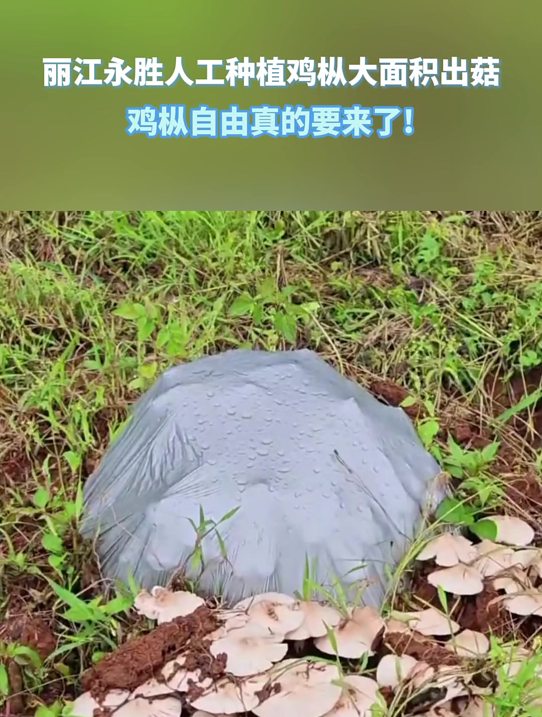 丽江永胜人工种植鸡枞大面积出菇,鸡枞自由真的要来了!