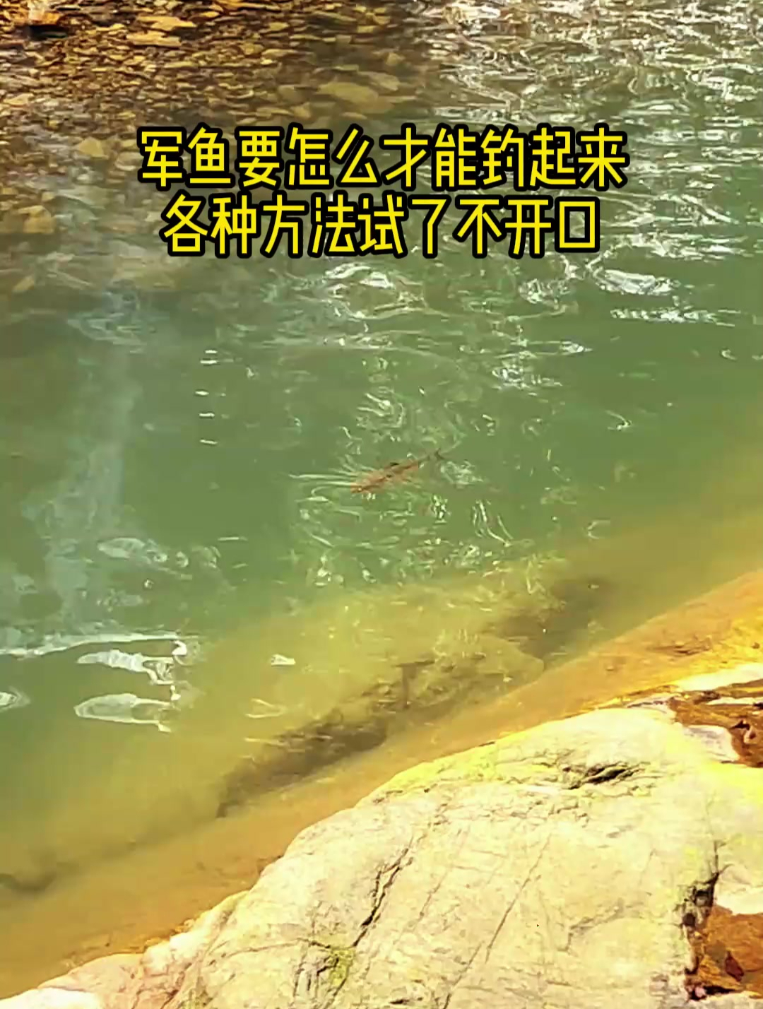 军鱼要怎么才能钓起来,各种方法试了不开口