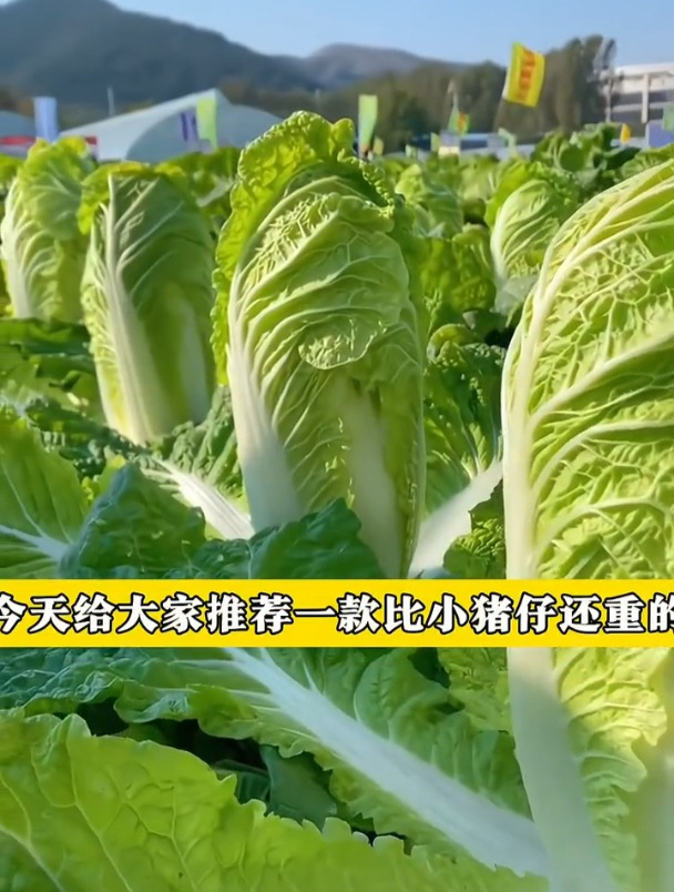 18斤大白菜,撒籽就长,不用育苗!